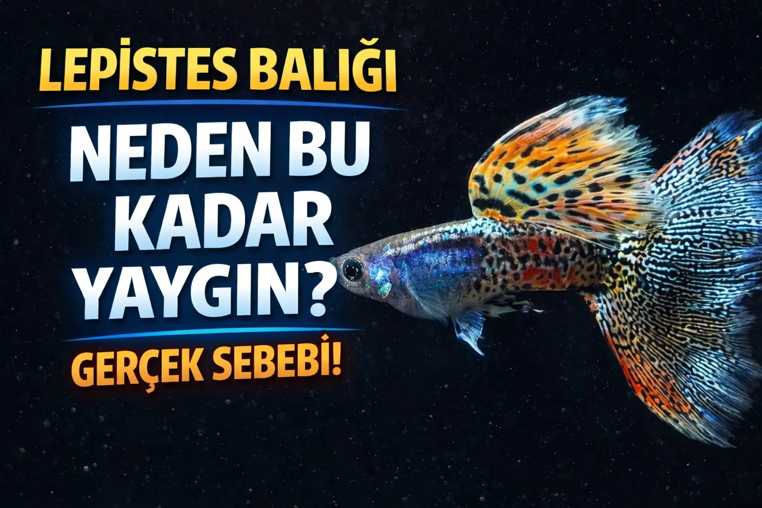 Lepistes Balığı Nedir? Neden Bu Kadar Yaygın Bir Türdür?