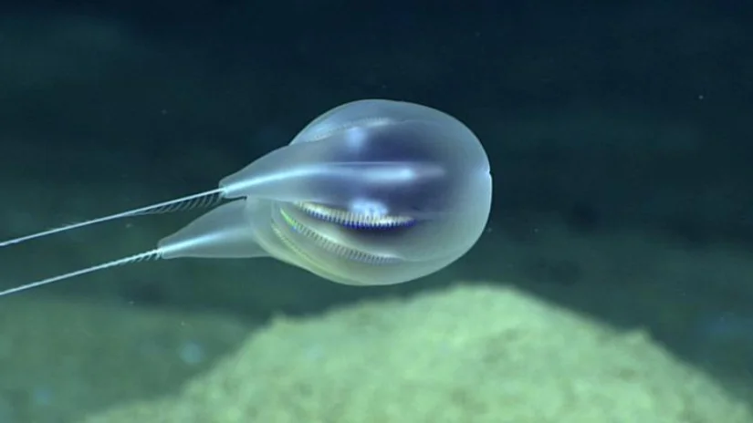 Okyanusun Derinliklerinde Jelatinimsi Bir Kabarcık Gibi Gözüken Yeni Bir Hayvan Türü Tanımlandı!