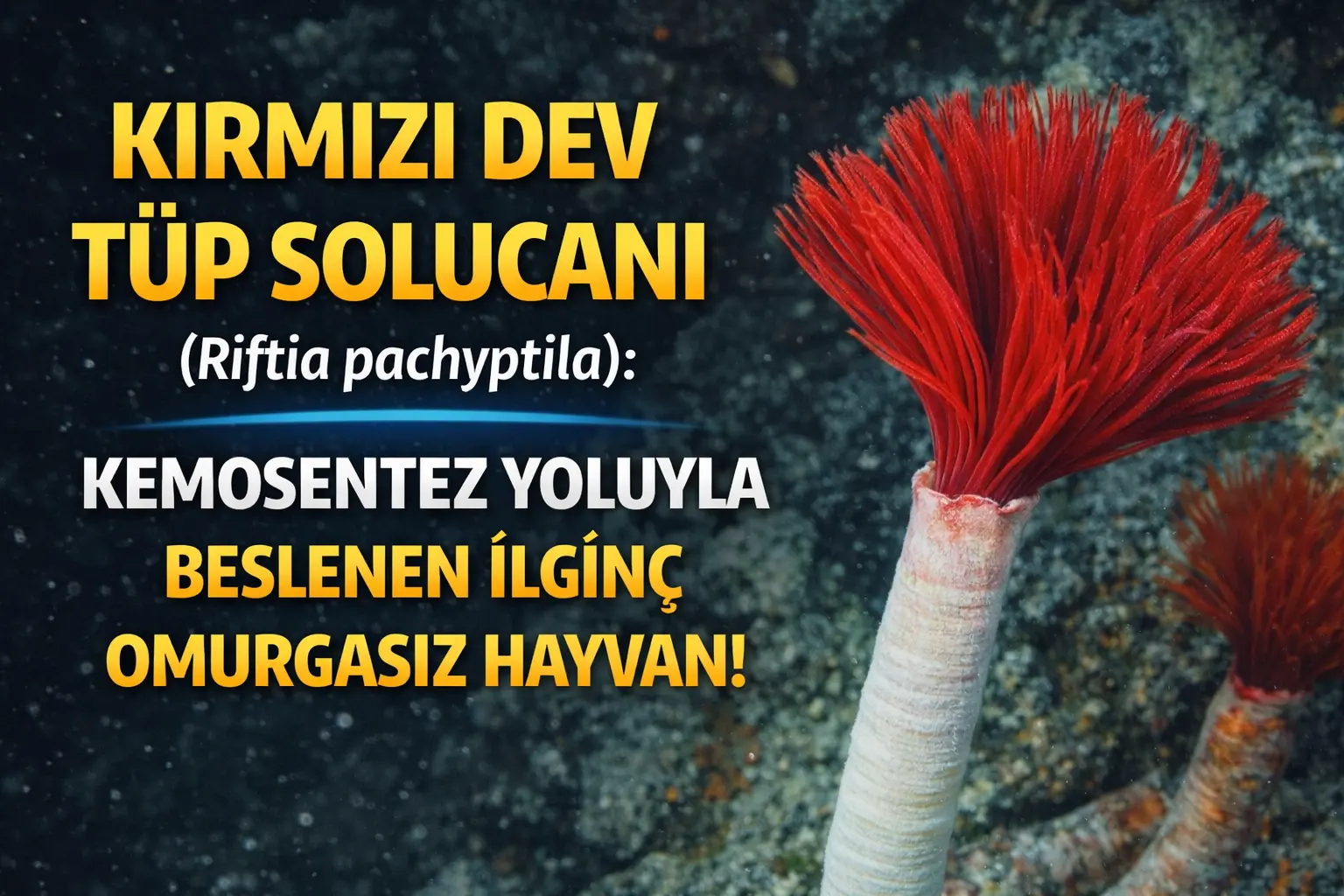 Kırmızı Dev Tüp Solucanı (Riftia pachyptila): Kemosentez Yoluyla Beslenen İlginç Omurgasız Hayvan!